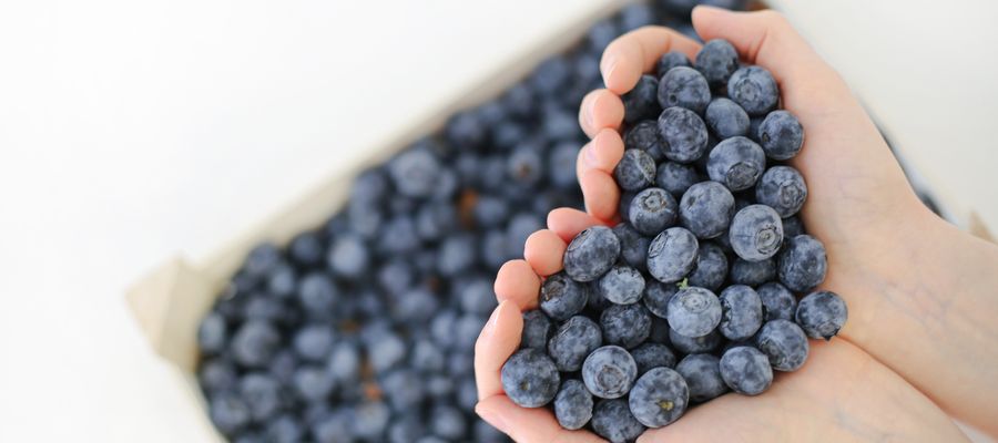 hands holding blueberries with blueberry pack blurred in the background