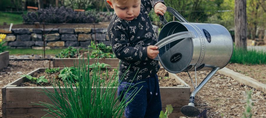 little boy pouring water from a big watering can over a raised bed in the garden 