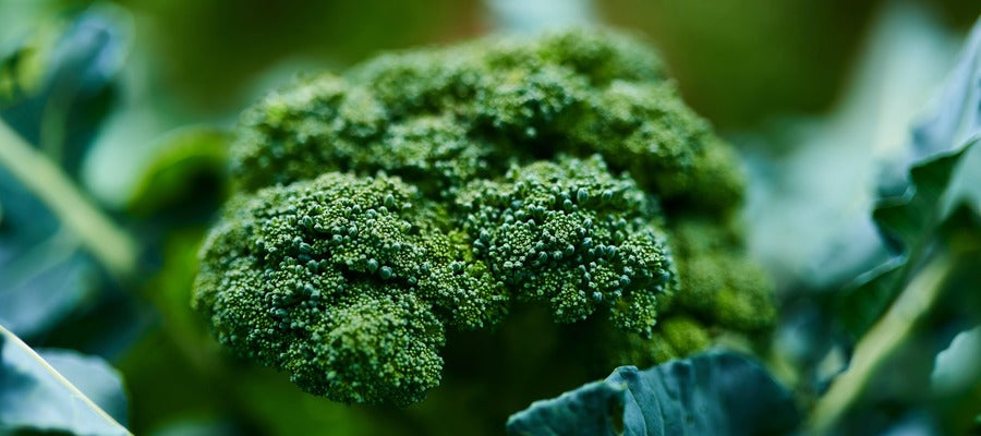 closeup of broccoli growing among leaves