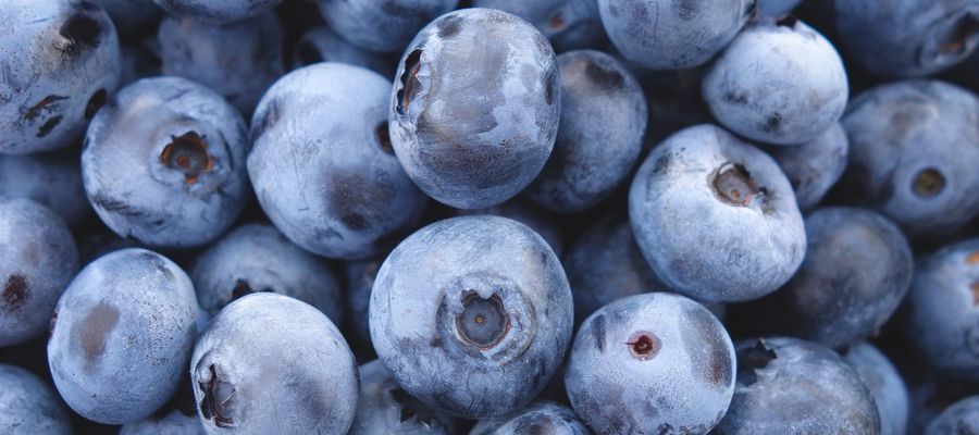 blueberries up close