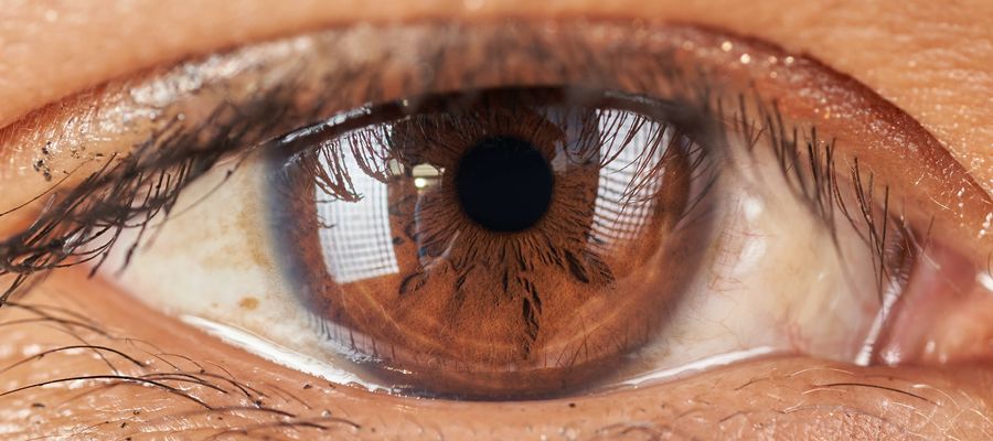 closeup of brown human eye