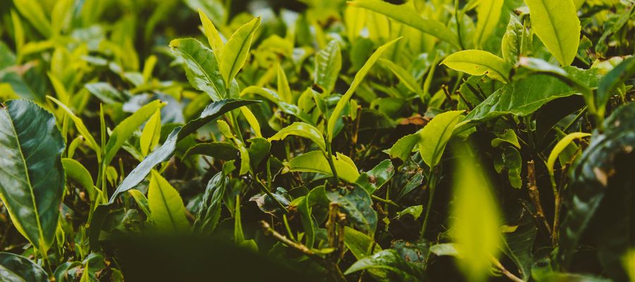 Planta de té verde camelia sinensis creciendo en un campo