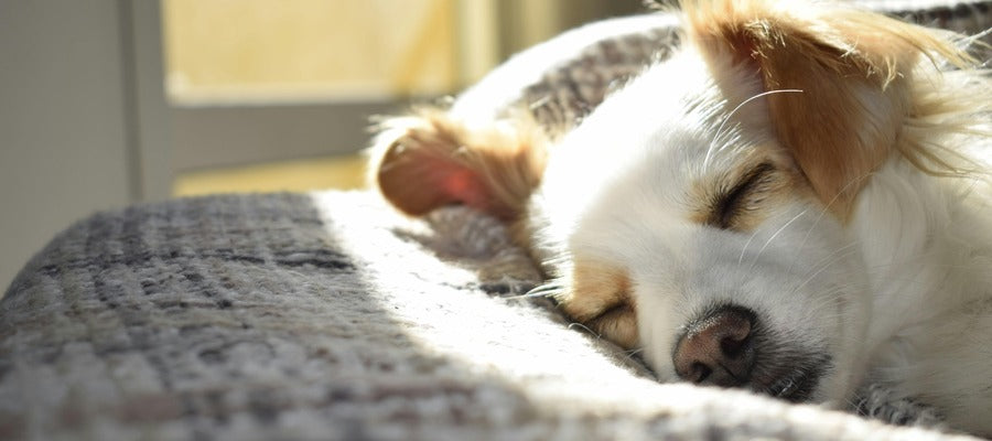 Pequeño perro blanco con orejas marrones tumbado con la cabeza sobre la sábana a la luz del exterior