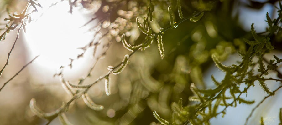 sunlit branches with tree blossom pollen