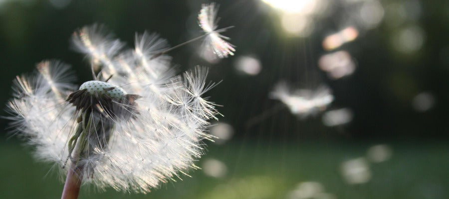 dandelion scattering in the wind over springtime grass with pollen as an allergen