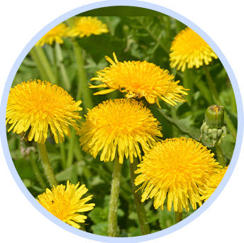 Dandelion flower and greens closeup