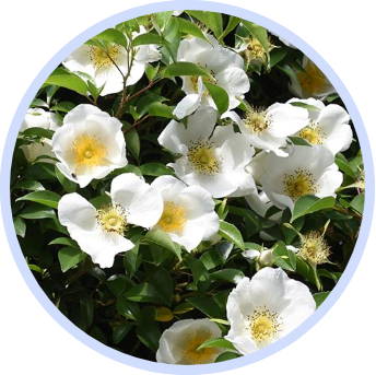 Cherokee rose white flowers with yellow center