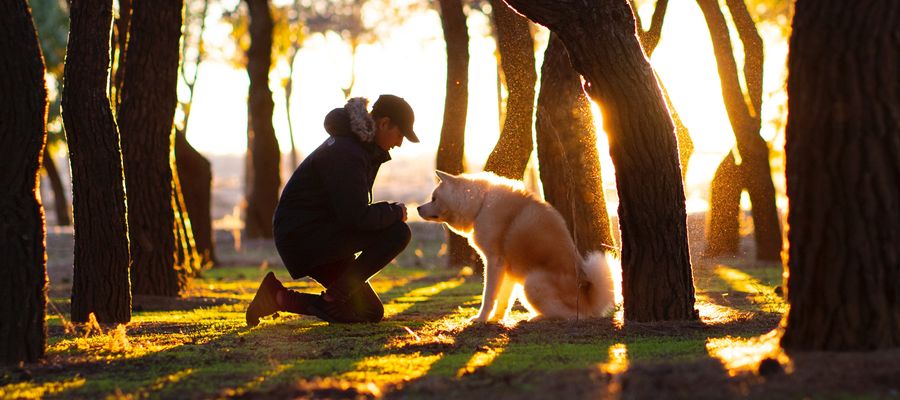 man and dog outside surrounded by twilit trees