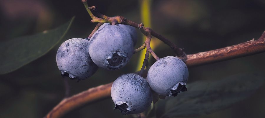 four blueberries growing on a branch