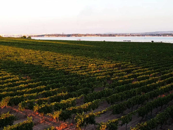 Giustini vineyard beside Mare Piccolo in Taranto Puglia