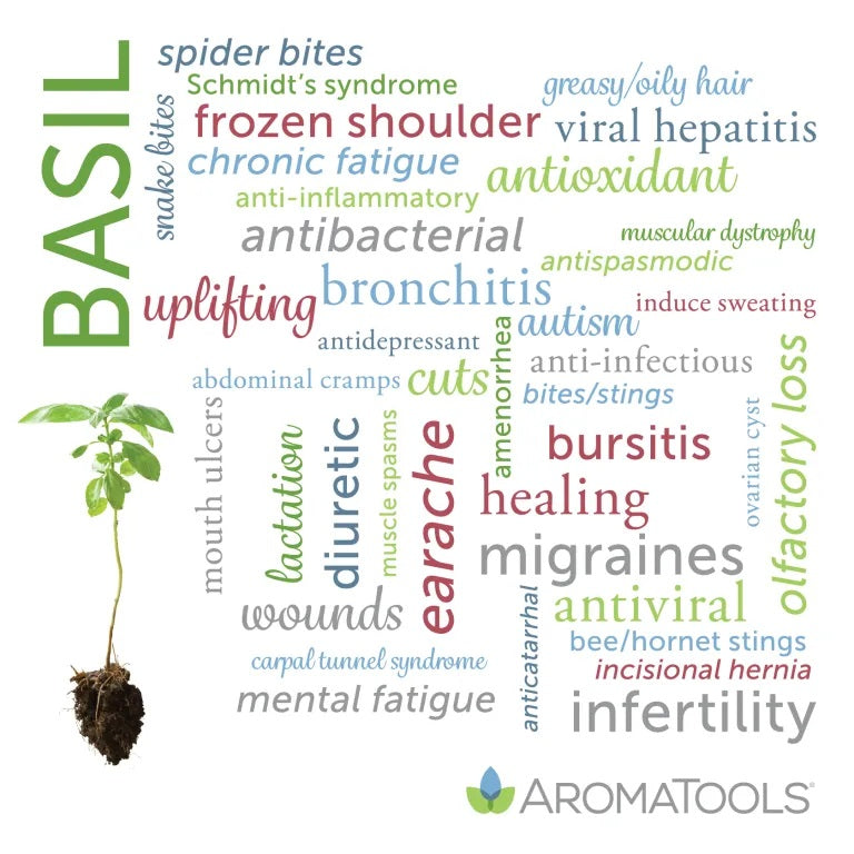 Basil essential oil common and other possible uses