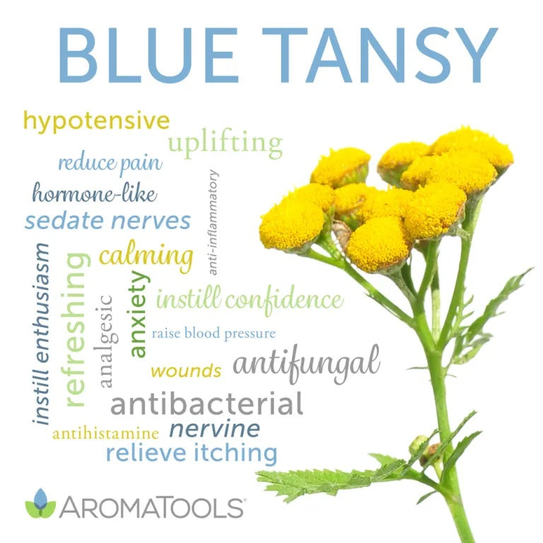 Blue tansy essential oil common and other possible uses