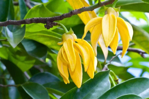 Ylang ylang essential oil common and other possible uses