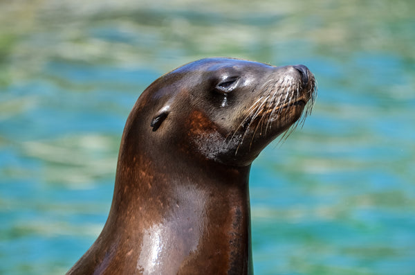 Por qué los animales marinos se extinguirán antes que las especies teTienda