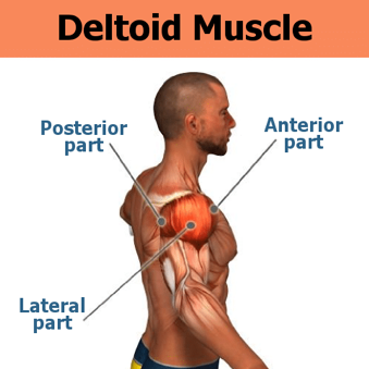 deltoide laterale posteriore anteriore