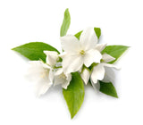 Jasmine Oil AUstralia