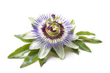 Passion Flower Extract Melvory Australia