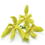 Ylang Ylang Essential Oil