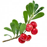 Bearberry Extract