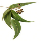 Eucalyptus Leaf Extract Mask Australia for acne