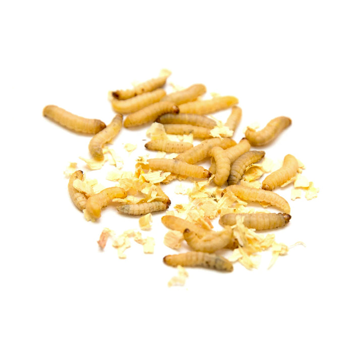 download live wax worms for fishing