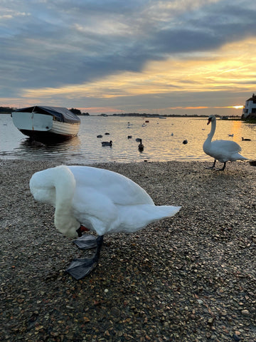 bosham harbour swans