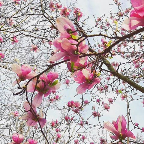 Japanese Magnolia Blooms 