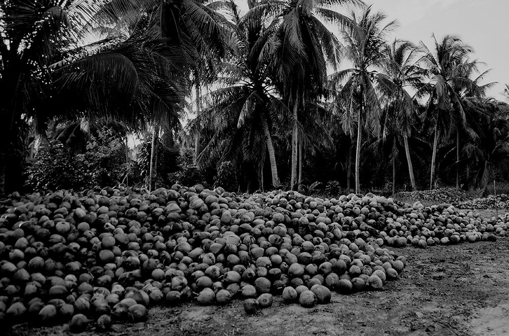 coconut oil tree farm