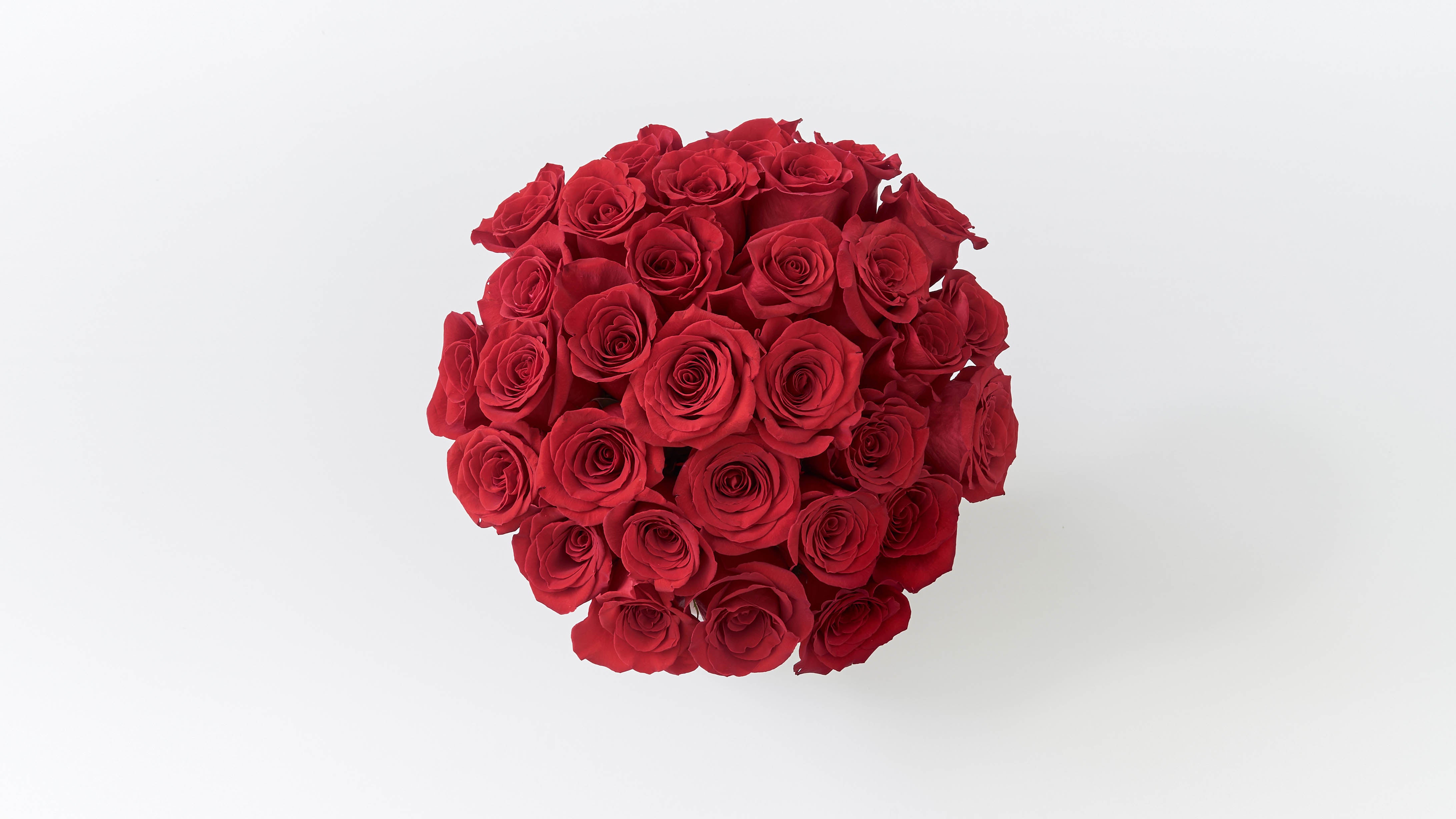 Fresh Red Rose Bucket – The One Rose