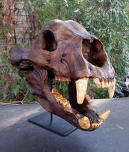 Cargar imagen en el visor de la galería, Bear: Short Faced Bear skull fossil cast replica