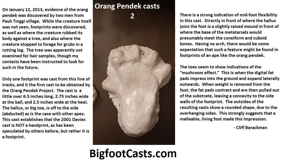 2013 Orang  Pendek  footprint cast  replica 2 BigfootCasts com
