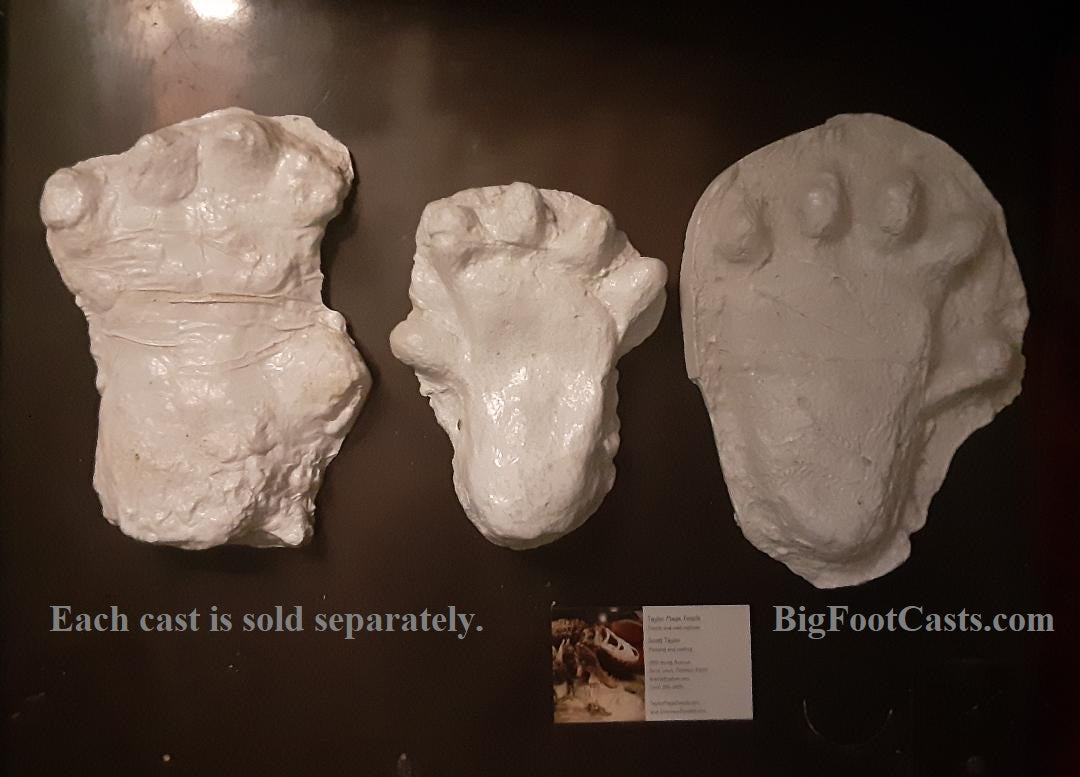 2000 Orang  Pendek  footprint cast  replica 2 BigfootCasts com