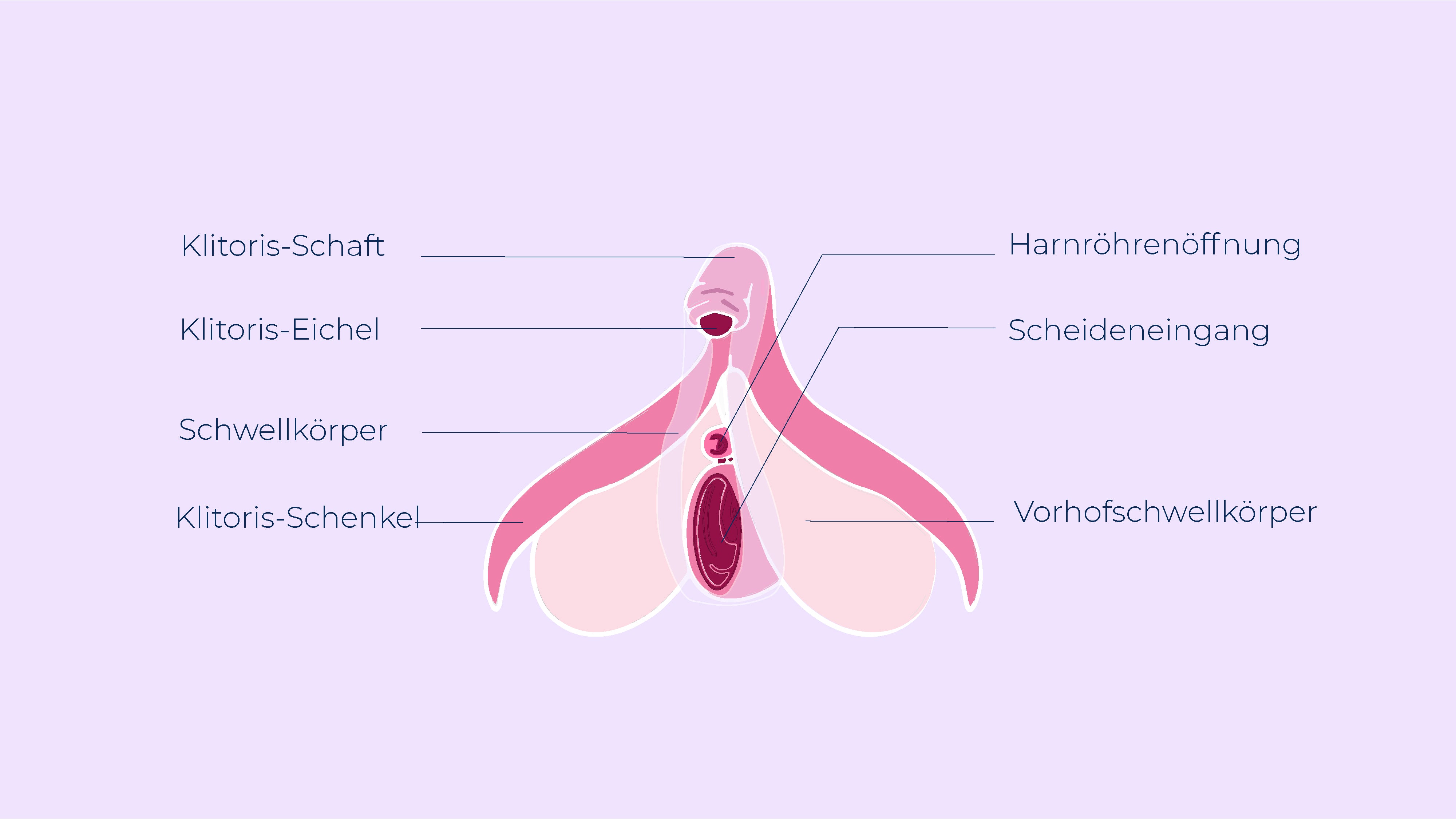 Erstaunliche Fakten über die Klitoris, Anatomie Klitoris, Orgasmus Klitoris, Wo ist die Klitoris? Ovy App