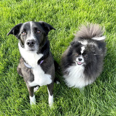 two dogs sitting on grass. the dog on the left is a collie mix. the one on the right is a Pomeranian.
