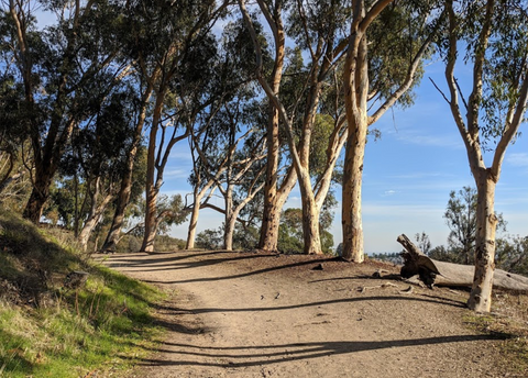 Will Rogers Hiking Trail in Pacific Palisades
