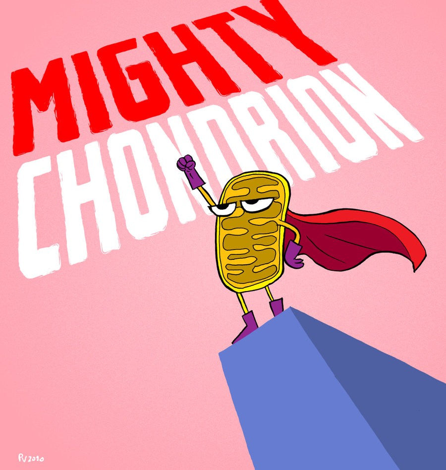 mitochondria