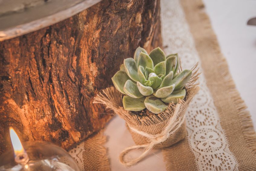 green succulent table centerpiece