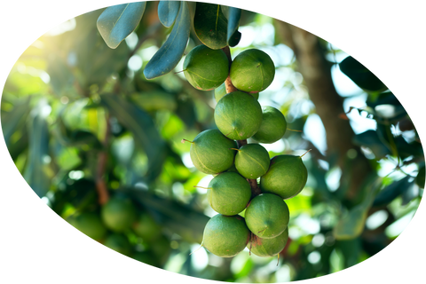 Unripe Macadamia Nuts clustered on tree branch