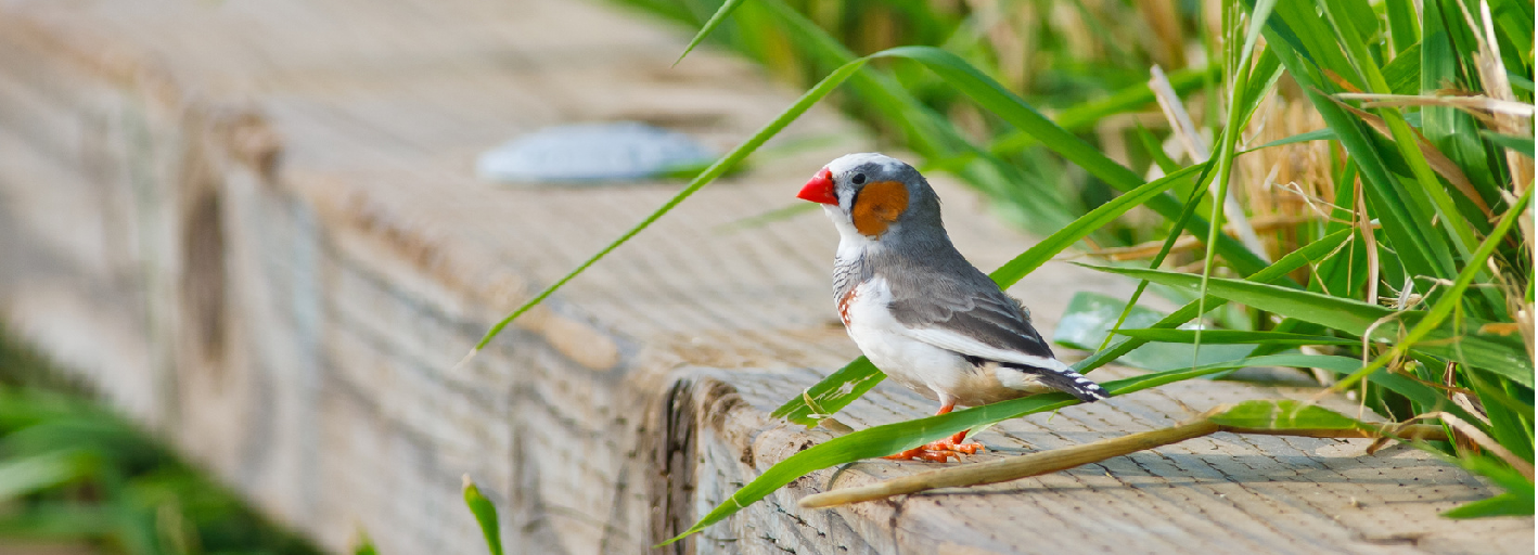 Mail birds