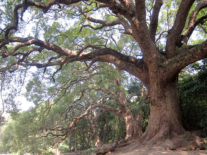 Camphor Grove Sha Tau Kok