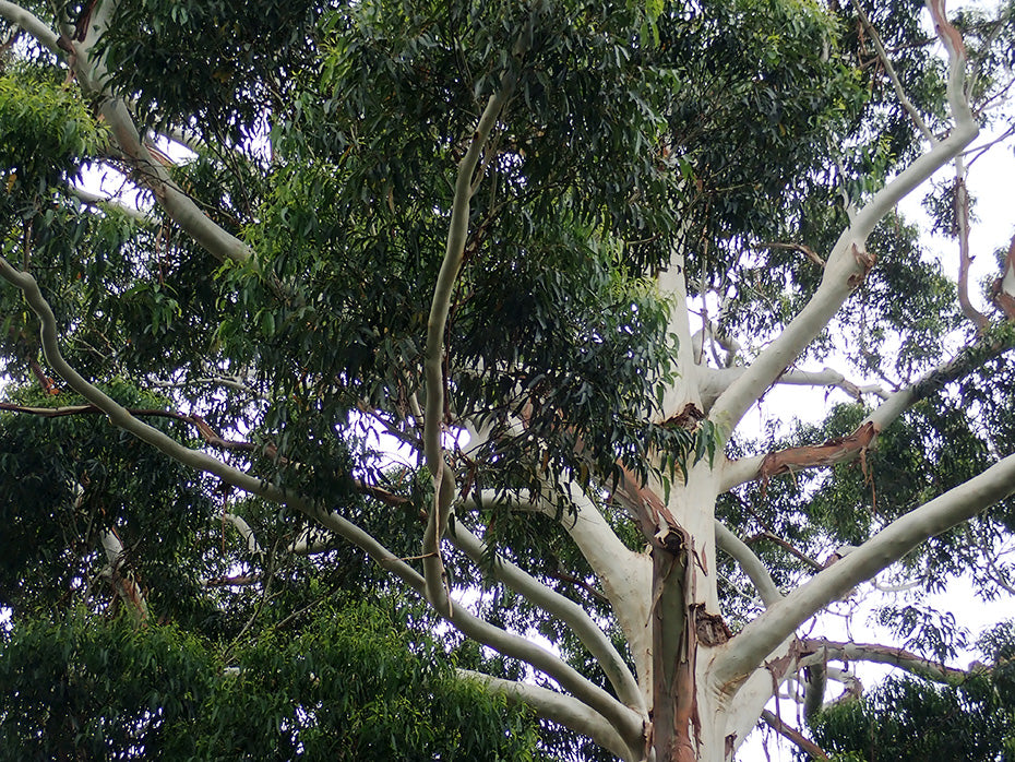 Eucalyptus Grandis (Rose Gum)
