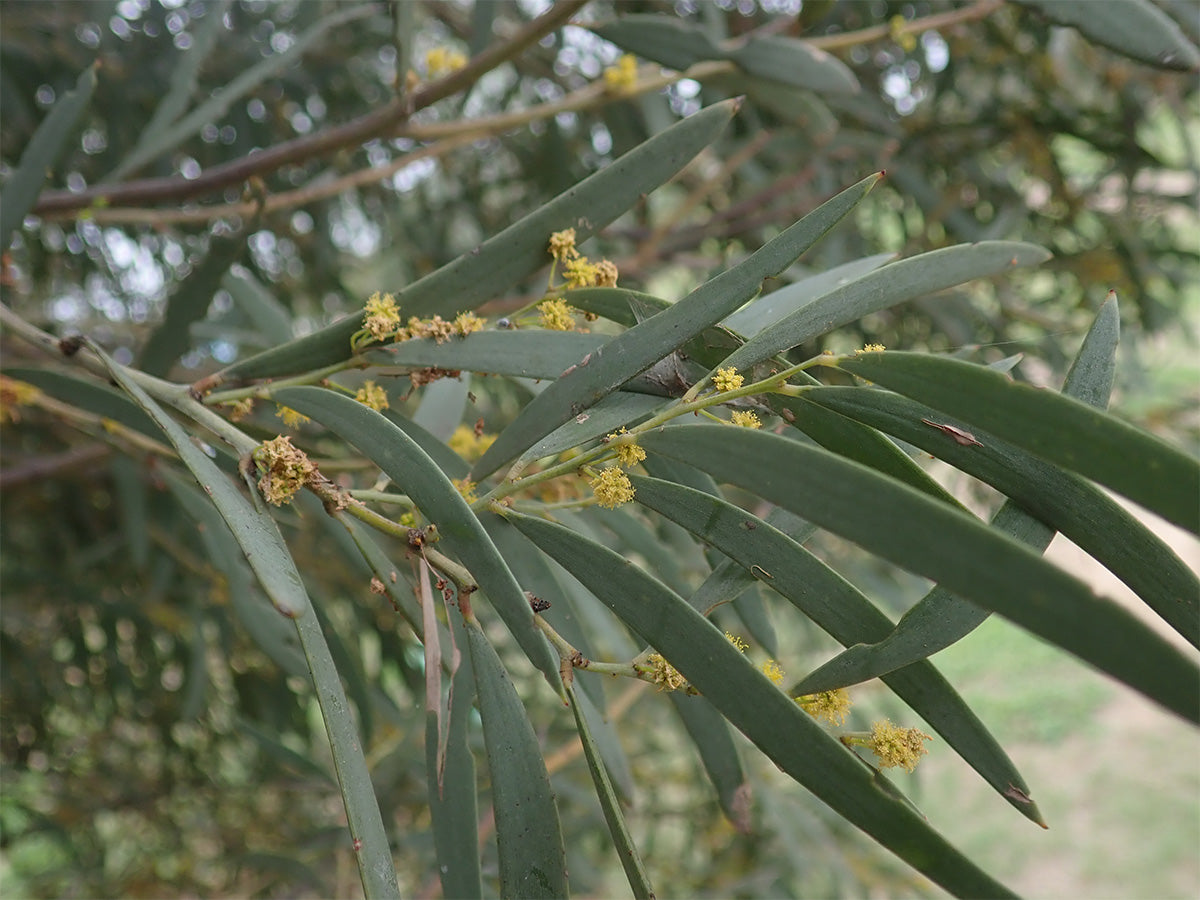 Gidgee, or Acacia cambagei