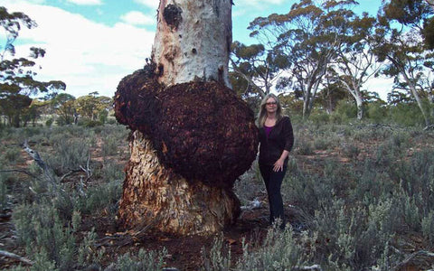 Wood burls for sale