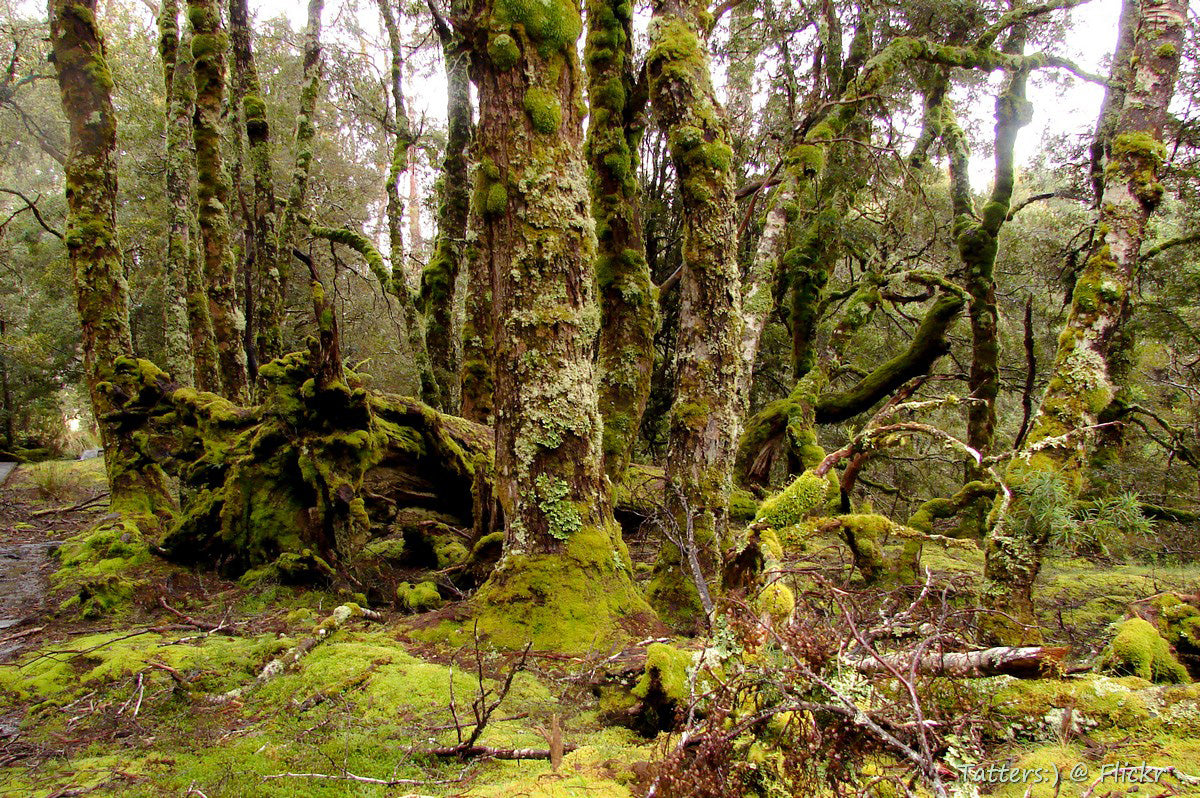 Tasmanian Myrtle Trees