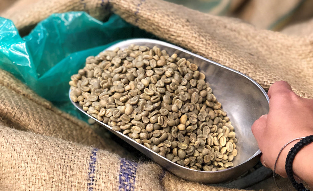 geisha coffee beans