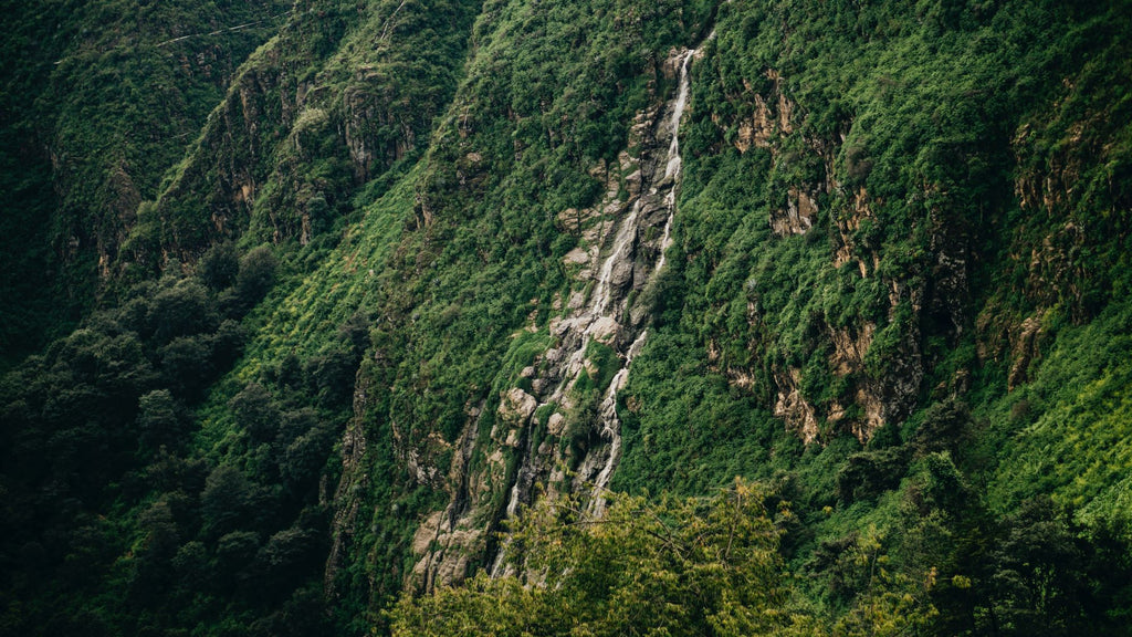 Huehuetenango, Guatemala - guatemalan coffee