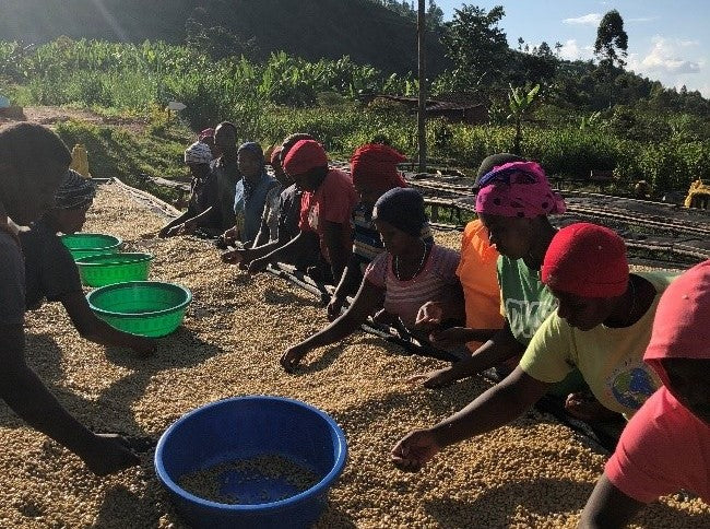 women sorting coffee- Rwanda-coffee farm-green mountains in background