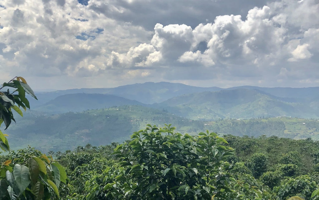 Rwanda landscape-green-sky-coffee farms