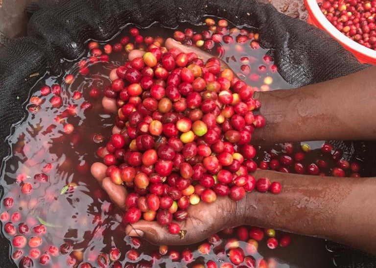 coffee cheries-red-Rwanda coffee farm-washed process for coffee beans