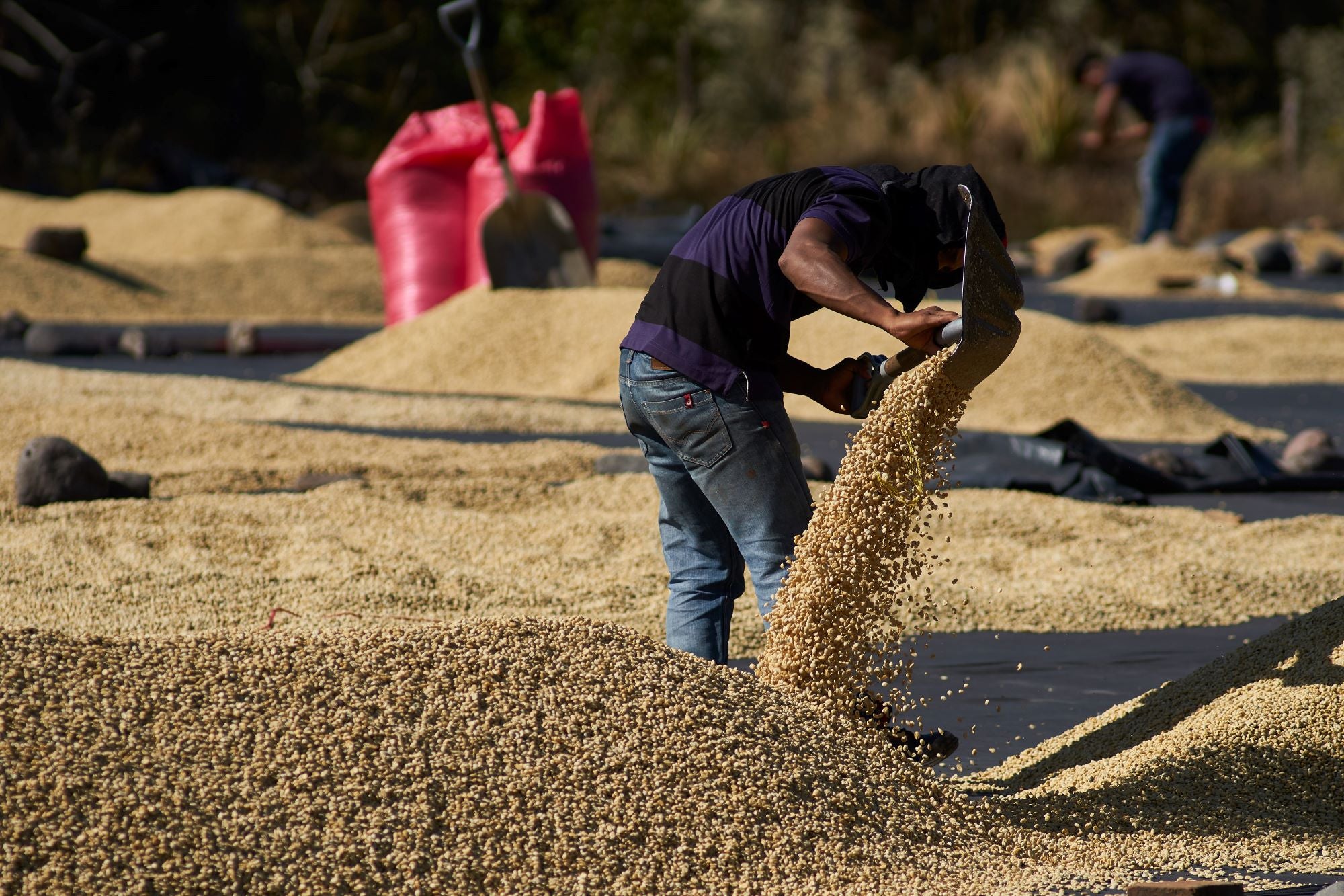 Cafetos De Segovia coffee farm, Nicaragua, men drying coffee beans